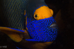 Angel fish portrait. by Mehmet Salih Bilal 
